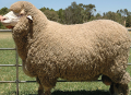 Ruột chăn lông cừu Úc Millie Crart#6