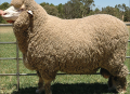 Ruột chăn lông cừu Úc Woolcomfort Crown#5