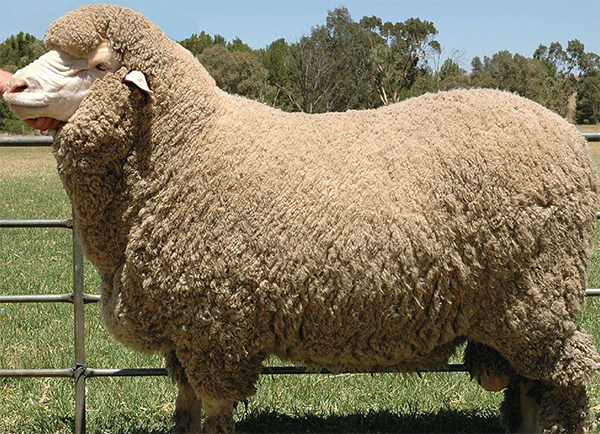 Ruột chăn lông cừu Úc Millie Crart
